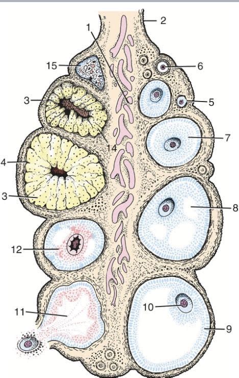 follicles diagram quizlet