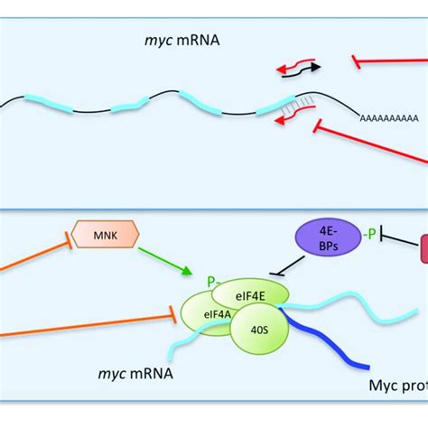 Multiple Strategies To Target Myc Impairing Myc Transcription