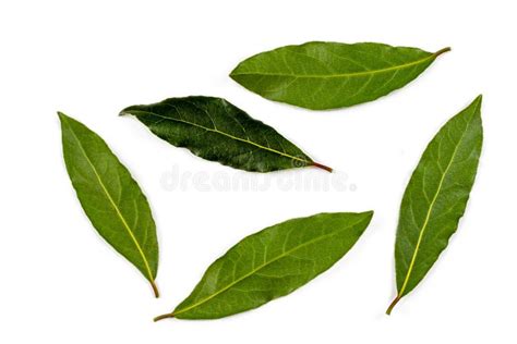 Bay Leaves Medicinal And Aromatic Plant Stock Image Image Of