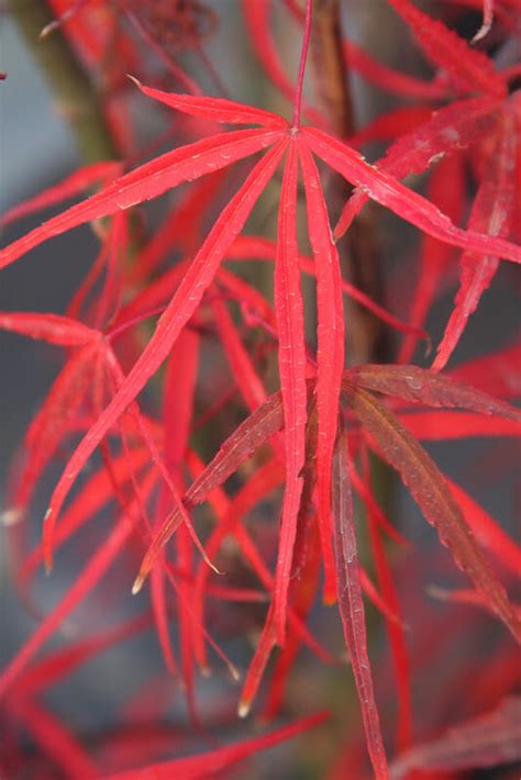 Acer Red Pygmy Japanese Maple 16 Pot Hello Hello Plants