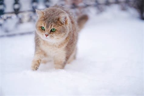 Wie Alt Muss Eine Katze Sein Um Schwanger Zu Werden Miautastisch De