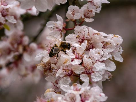 Abeja Flores Primavera Foto Gratis En Pixabay Pixabay