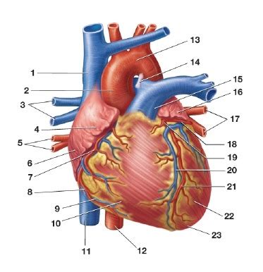 AP 2 Lab Heart Anatomy 4 Diagram Quizlet