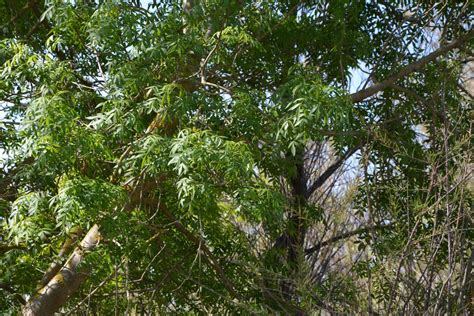 Le frêne - l'Herbier du Diois : plantes aromatiques et médicinales ...