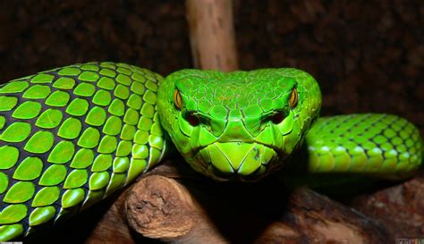 Green Snake Wallpaper - WallpaperSafari