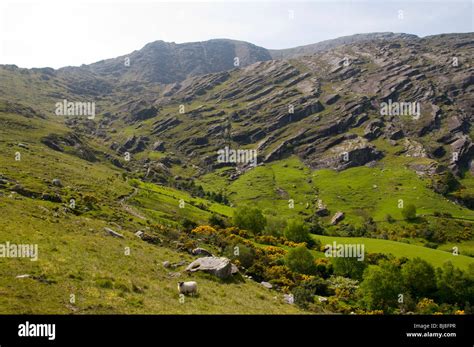 Rock Strata On The Slopes Of Hungry Hill Near Adrigole Beara