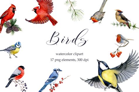 Watercolor Bird Clipart Winter Birds Cardinal Bluejay Bullfinch Png