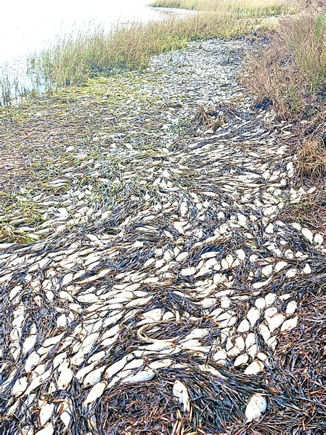 Franklin Parikh launches a new initiative for local small businesses 1