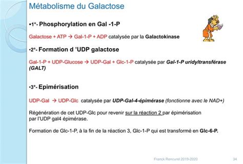 BTS diététique Glycolyse et respiration cellulaire PPT