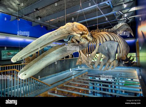 Whale skeleton hi-res stock photography and images - Alamy