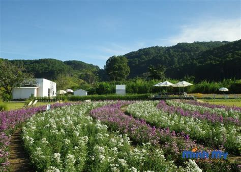 Review quán cafe Hoa Mây Garden Đà Lạt "siêu hot" - DaLat ToDay Travel