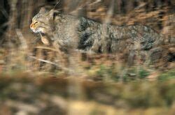 Wildkatze kehrt zurück WILD UND HUND