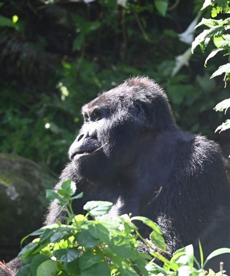 Gorilla Trekking Safaris Churchill Safaris