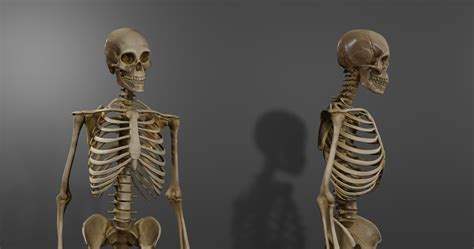 D Model Realistic Human Skeleton Caucasian Male Vr Ar Low Poly