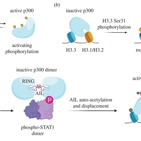 Phase Separation Of Transcription Machinery A Transcription Factors