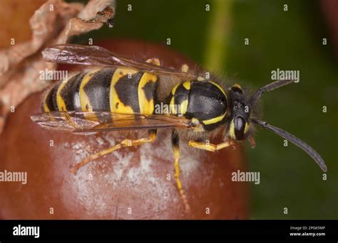 Common Wasp Vespula Vulgaris Adult Feeding On Fallen Fruit Dorset