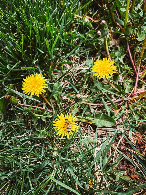 Homemade Dandelion Jelly Recipe With Canning Instructions Homegrown