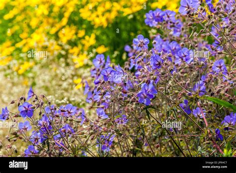 Geranium Pratense Coreopsis Hardy Geraniums In Garden Perennial Border