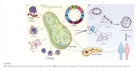 Figure 1 From Illuminating The Immunological Landscape Mitochondrial