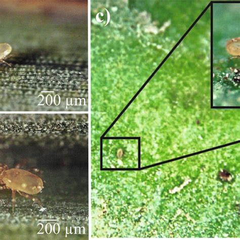 Cydnoseius Negevi Female Feeding On Date Palm Mite Oligonychus