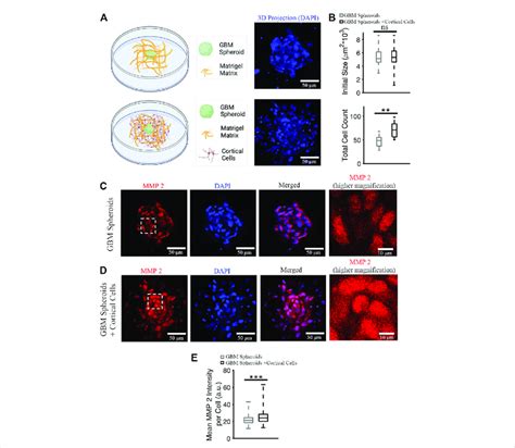 Mmp 2 Expression In Gbm Spheroids With And Without Cortical Cells A