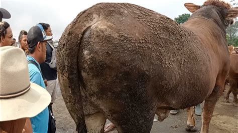 GEGER GEDEN Mbah Kakung Bawa Sapi Jumbo Harga Supermarket YouTube