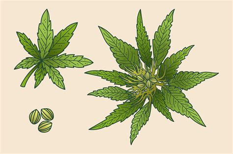 Cannabis Leaf Curl Down Causes Symptoms And Solutions