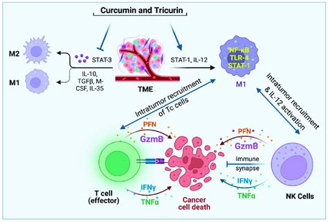 Pleiotropic Natural Agents Topple The Stat Stat Balance In The Tams