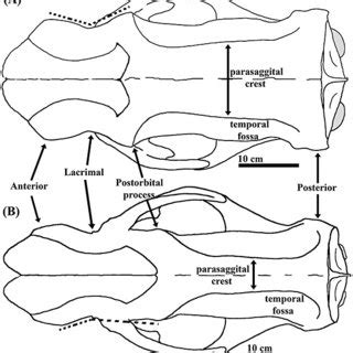 Skull outlines in lateral view. Paramylodon (B) exhibits a more ...