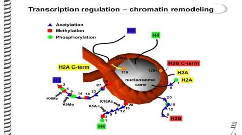 Chromatin remodeling