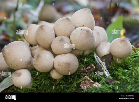 Common Puffball Lycoperdon Perlatum Fungi Hi Res Stock Photography And