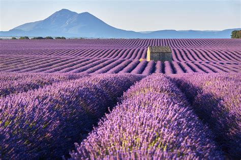 Provence: How to Get There From Paris and See the Lavender Fields