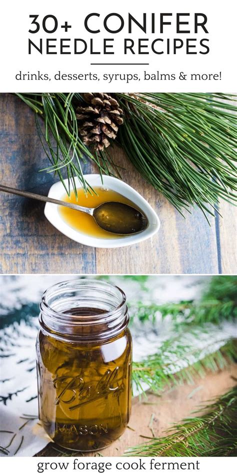 Pine Needle Recipes Drinks Desserts Syrups Balms More Wild