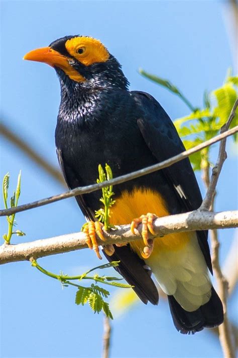 Mino Dumontii Yellow Faced Myna Endemic To New Guinea As Well As