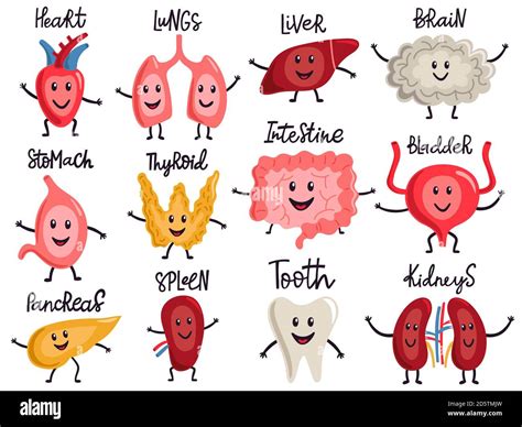 Healthy Body Organs Internal Human Organs Characters Biology Medicine Healthy Lungs Liver