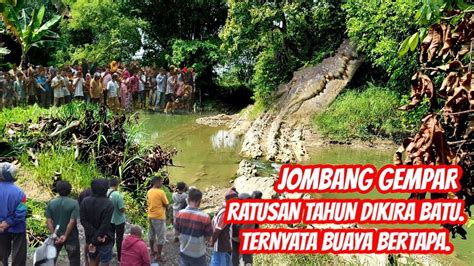 Heboh Pungung Buaya Purba Di Temukan Saat Sungei Surut YouTube