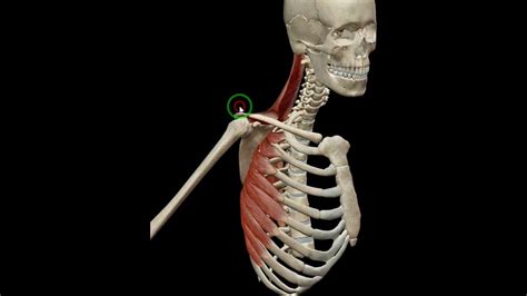 Scapula Upward Rotation Anatomy 3d Physical Healthcare Learn