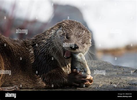 North American River Otter Lontra Canadensis Stock Photo Alamy