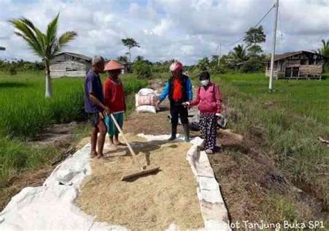 Materi Penyuluhan Pertanian Panen Dan Pasca Panen Padi Sawah