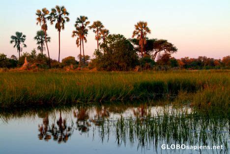 Greeting cards - Free Travel eCards - Botswana Okavango Delta - Palm trees