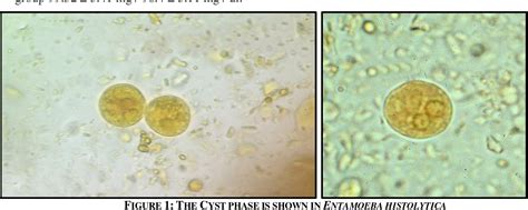 Entamoeba Histolytica Under Microscope