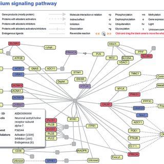 Example Of The Allosteric Network Calcium Signaling Pathway