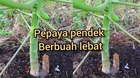 Cara Membuat Pepaya Pendek Berbuah Banyaklebat Youtube