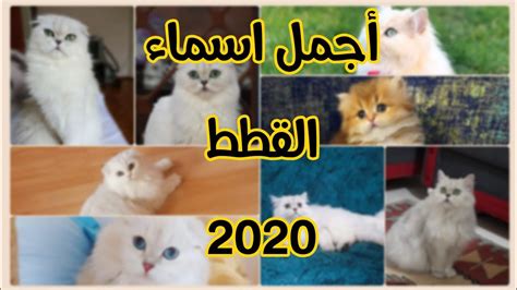 اسماء قطط ذكور واناث حسب شكلها 2023 Youtube