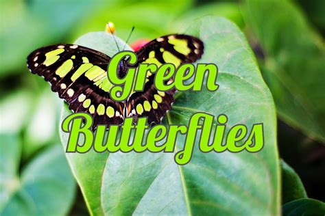 Amazing Green Butterflies Pictures And Identification