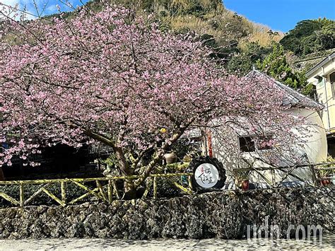 嘉義梅山樟樹湖「櫻穀王」近滿開 迎夢幻粉紅賞櫻熱潮 雲嘉南 地方 聯合新聞網