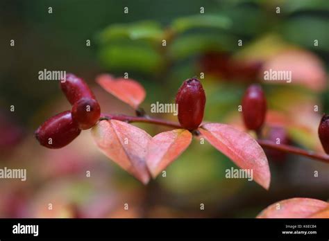 Gold Barberry Hi Res Stock Photography And Images Alamy