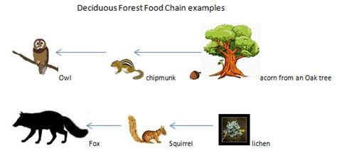 Temperate Deciduous Forest Biome Food Chain