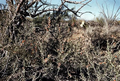 Opuntia Leptocaulis Cactaceae Image At Phytoimages Siu Edu