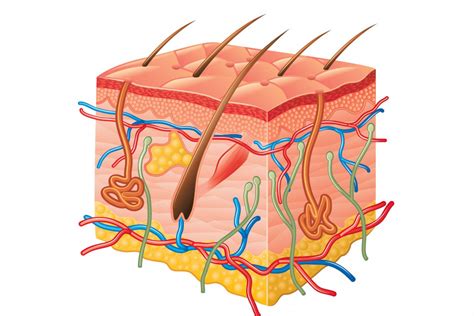 Estructura De Piel Y Cabello Modelo De Piel Humana 50 Veces Estructura